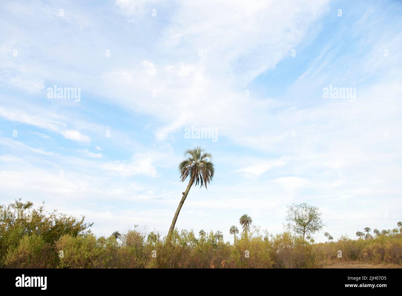 Nationalpark El Palmar, in Entre Rios, Argentinien, ein Naturschutzgebiet, in dem die endemische Butia yatay-Palme gefunden wird. Konzepte: Naturreisen, Stockfoto