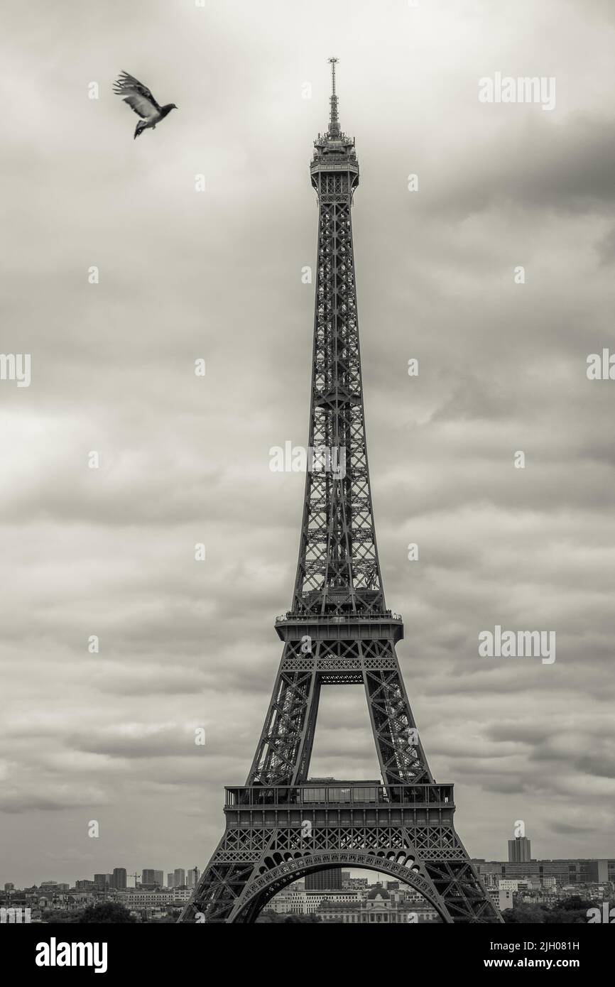 Taube mit offenen Flügeln auf dem Eiffelturm, Paris, Frankreich Stockfoto