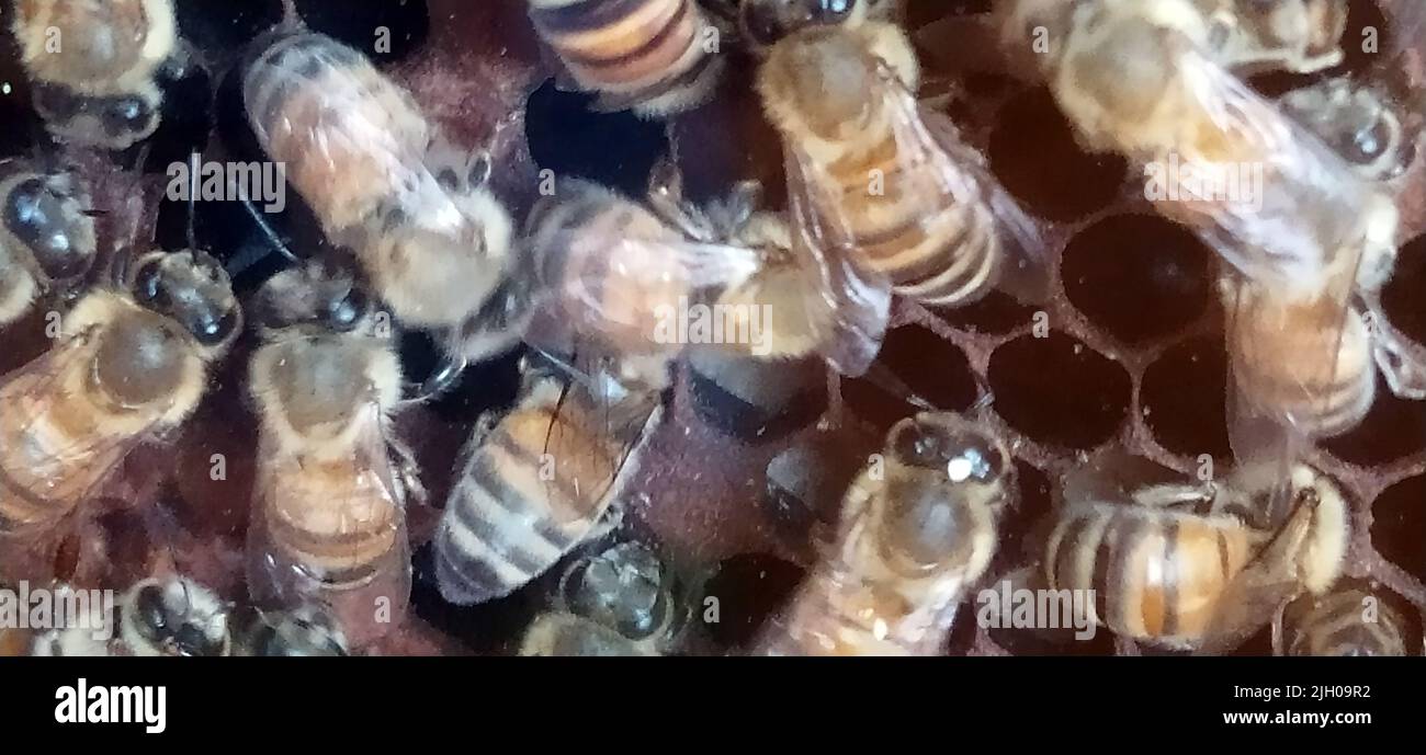 Wilde, süße Bienen produzieren leise Honig in ihrem Bienenstock Stockfoto