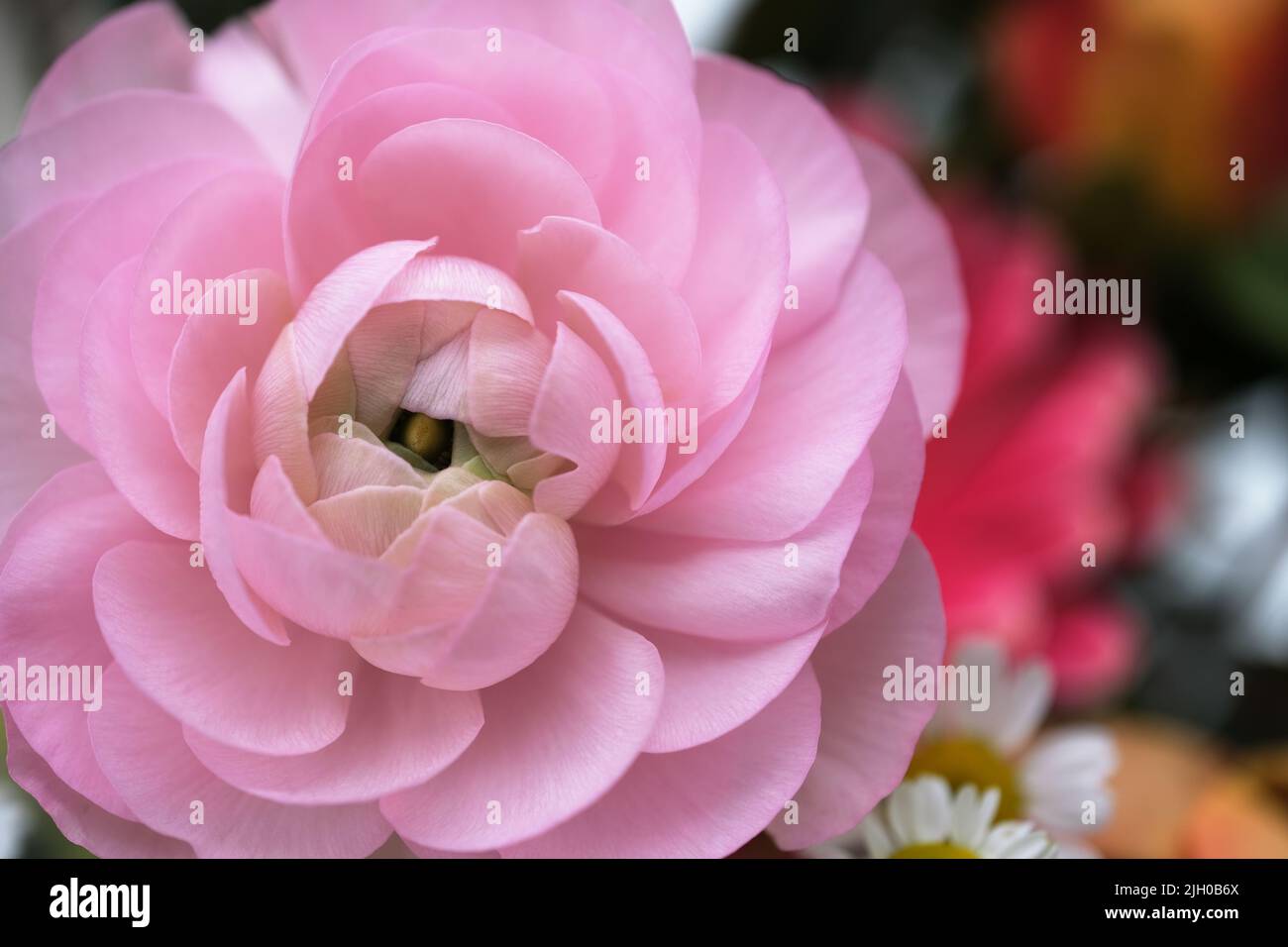 Vorderseite des rosa blühenden Ranunculus asiaticus. Wunderschöner Blumenkopf Stockfoto