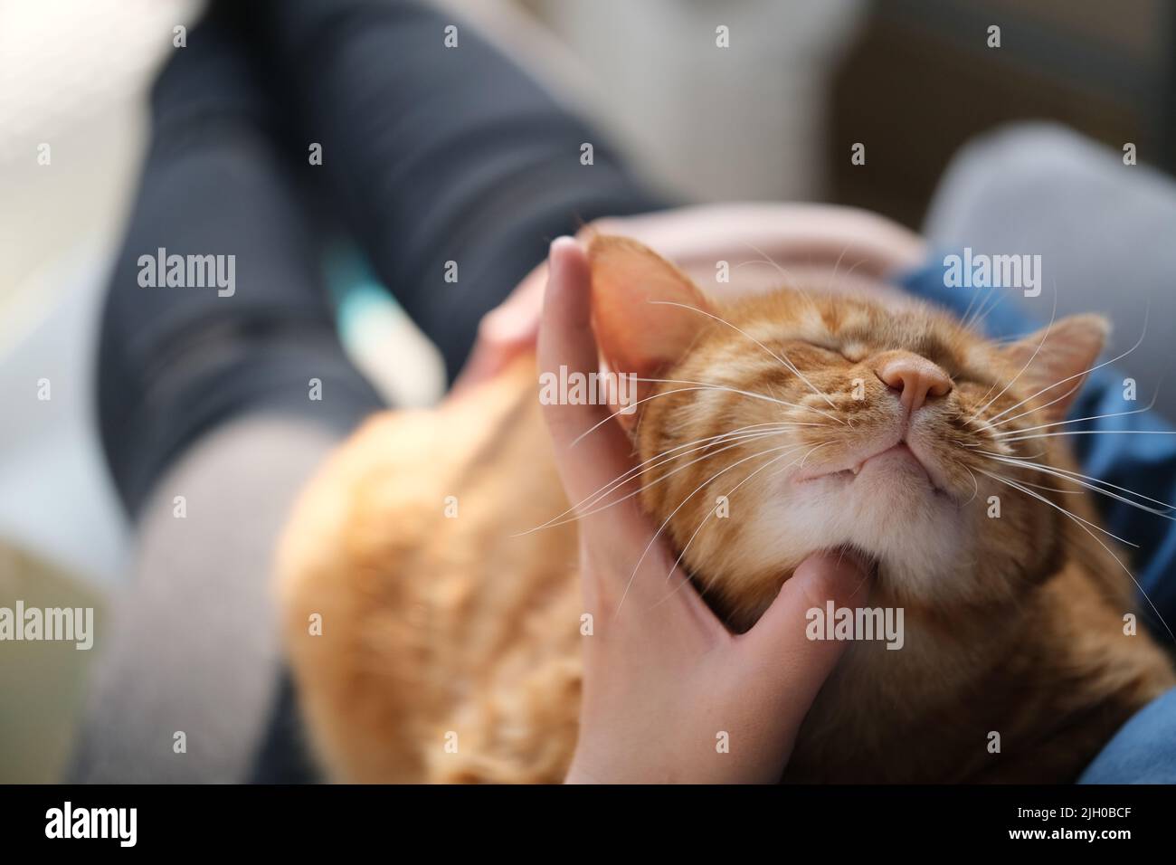 Nahaufnahme der Hand des Haustierbesitzers kitzeln braun gestromte Katze. Haustier genießen im kitzeln Stockfoto