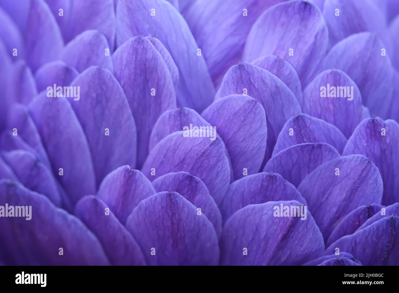 Makro von lila Blütenblättern der Chrysantheme Blume. Hintergrund des Blütenblattes Stockfoto