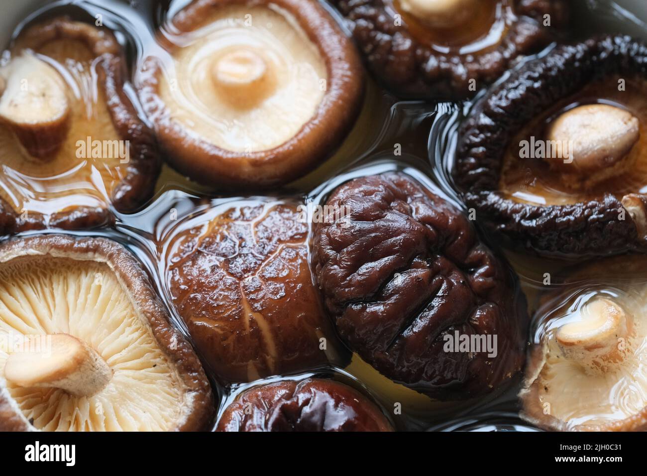 Nahaufnahme mehrerer frischer roher Shiitake in Wasser. Essbarer Pilz Stockfoto