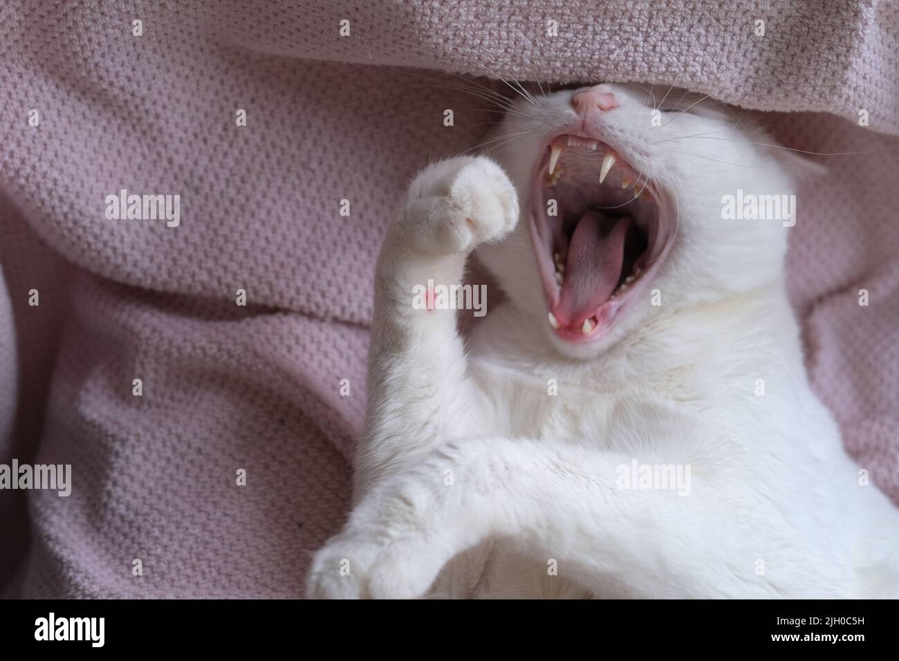 Furchterregend schreckliche weiße Katze öffnen großen Mund gähnend Stockfoto