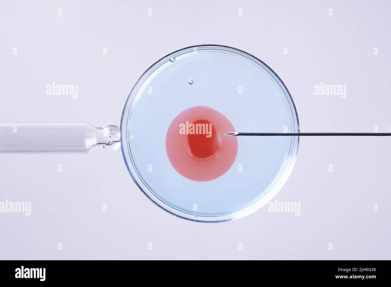 Konzept der in-vitro-Fertilisation. Künstliche Befruchtung oder Fruchtbarkeitsbehandlung Makrofotografie. Stockfoto