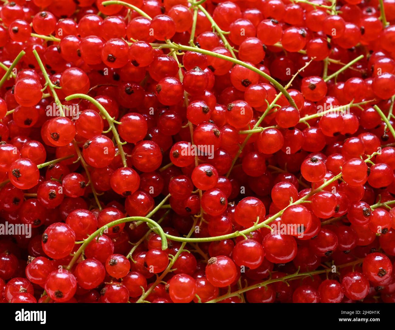 Petersdorf, Deutschland. 11.. Juli 2022. Frisch geerntete rote JonaiBeeren. Rote Johannisbeeren