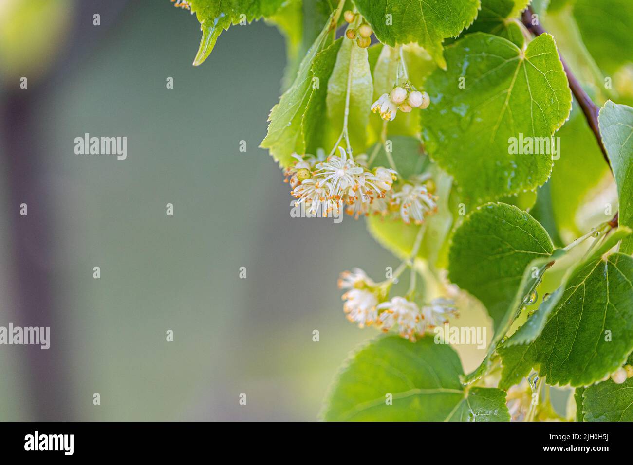 Lindengelbe Blüte des Tilia-Cordata-Baumes (kleinblättrige Linde, kleine Blattlindenblüten oder kleinblättrige Lindenblüte), Banner aus nächster Nähe. Botanik blo Stockfoto
