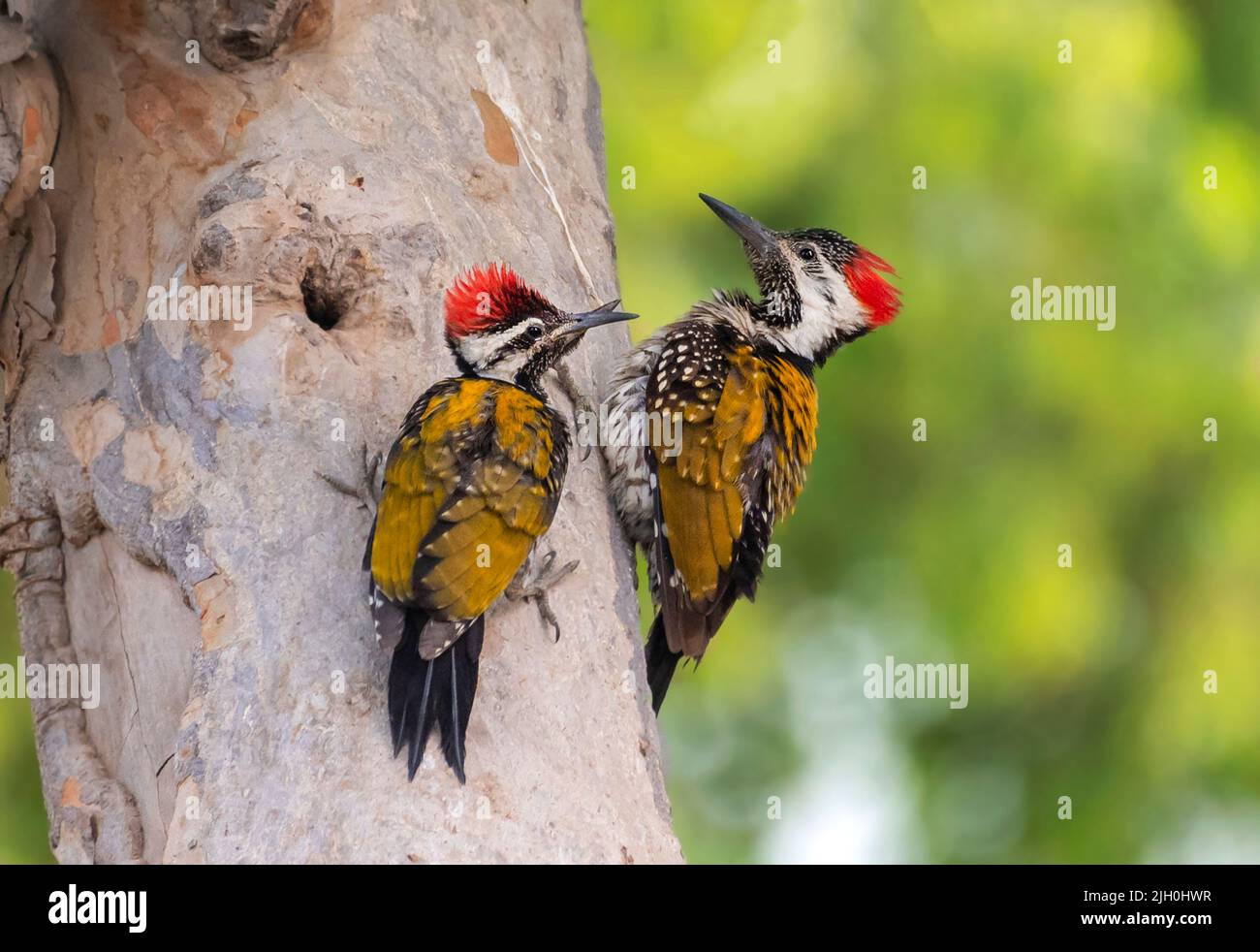 Der schwarz gestrüppte Flameback, auch weniger goldener Specht oder weniger goldenzurück genannt, ist ein Specht, der weit verbreitet im in gefunden wurde Stockfoto