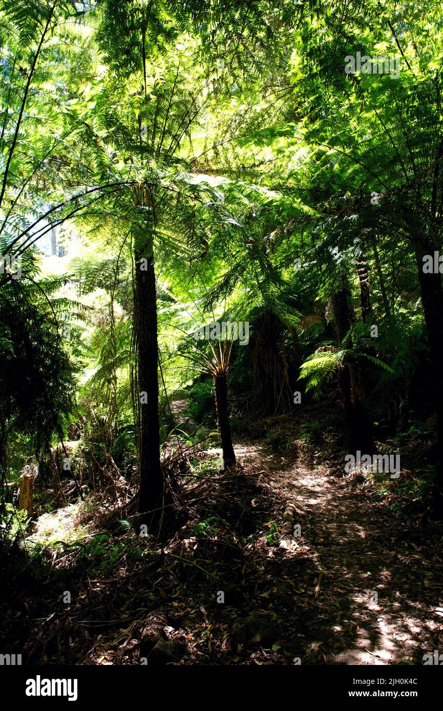 Ein perfekter Ort für einen Spaziergang an einem heißen Tag - unter dem Schatten von Baumfarnen, in der Nähe der Toorongo Falls, in der Nähe von Noojee in Victoria, Australien. Stockfoto