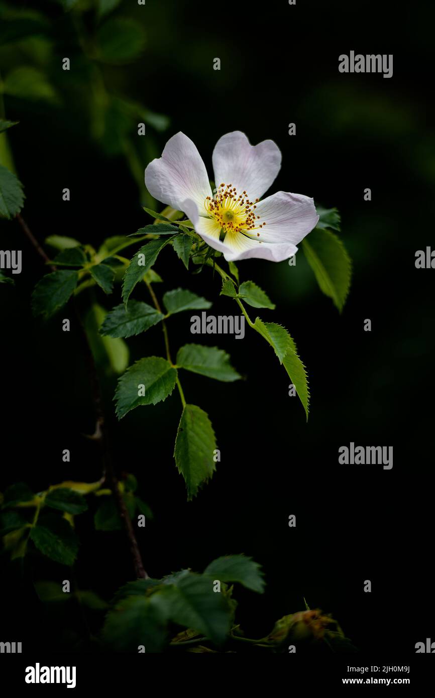 Wilde Rose der Familie der Rosaceae, die in einem nördlichen norfolk-Garten, großbritannien, wächst Stockfoto