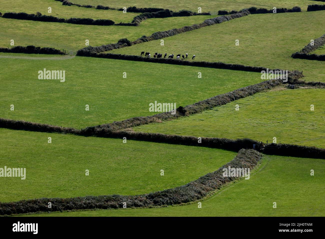 Rinder auf den Feldern in der Nähe von St. Nichola, Pembrokeshire, Wales, Großbritannien Stockfoto