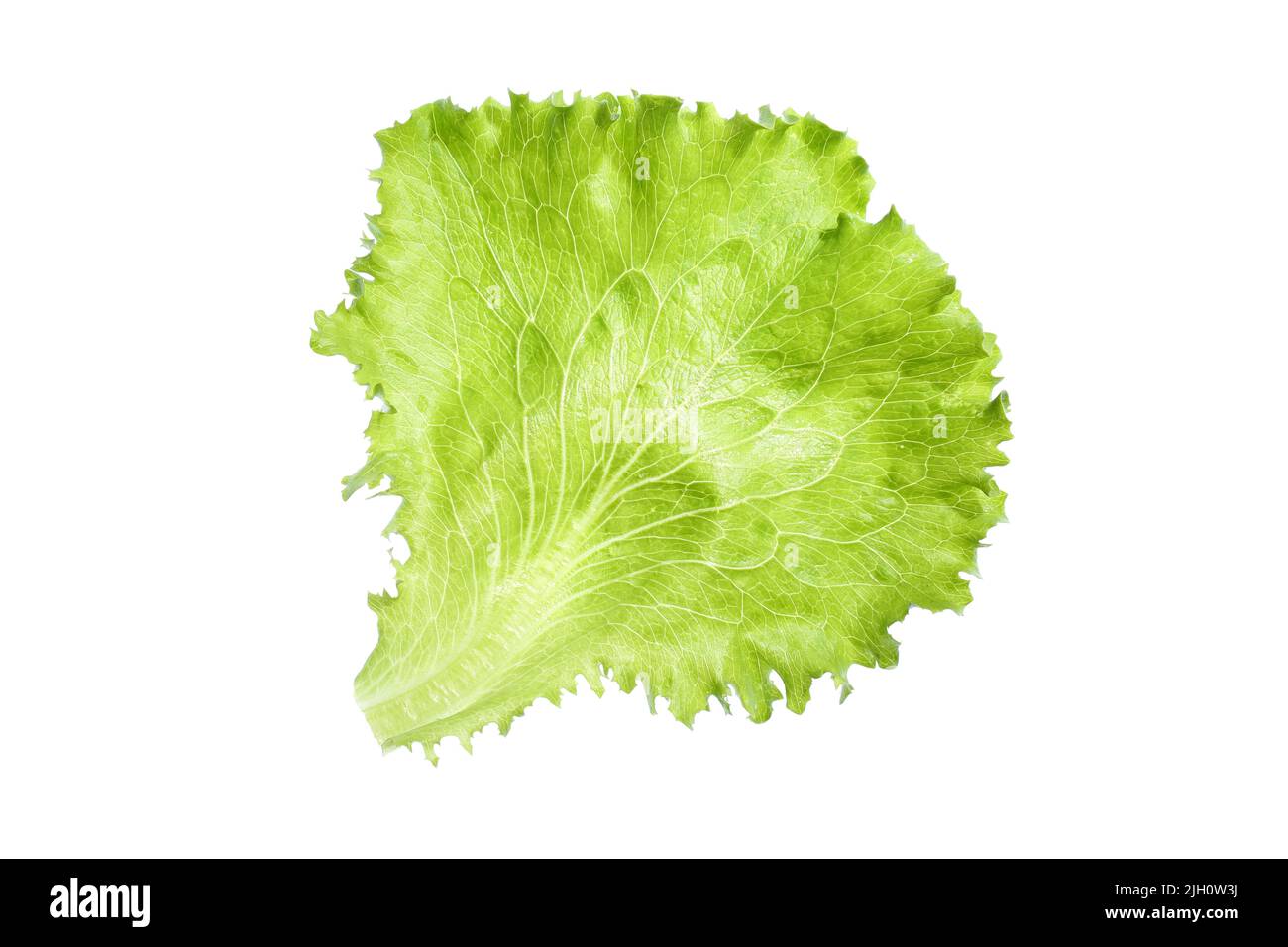 Nahaufnahme eines Blattes aus frischem, grünem, organischem Lockensalat (Lactuca Sativa), isoliert auf weißem Hintergrund. Stockfoto