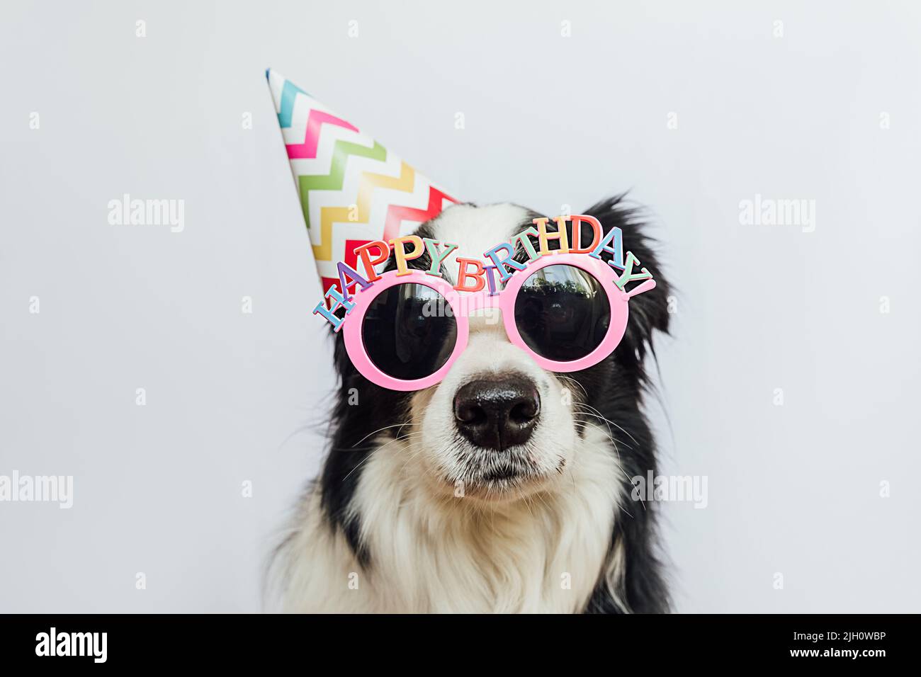 Happy Birthday Party Konzept. Lustige niedliche Welpen Hund Grenze Collie trägt Geburtstag dumme Hut und Brille isoliert auf weißem Hintergrund. Haustier Hund am Geburtstag Stockfoto