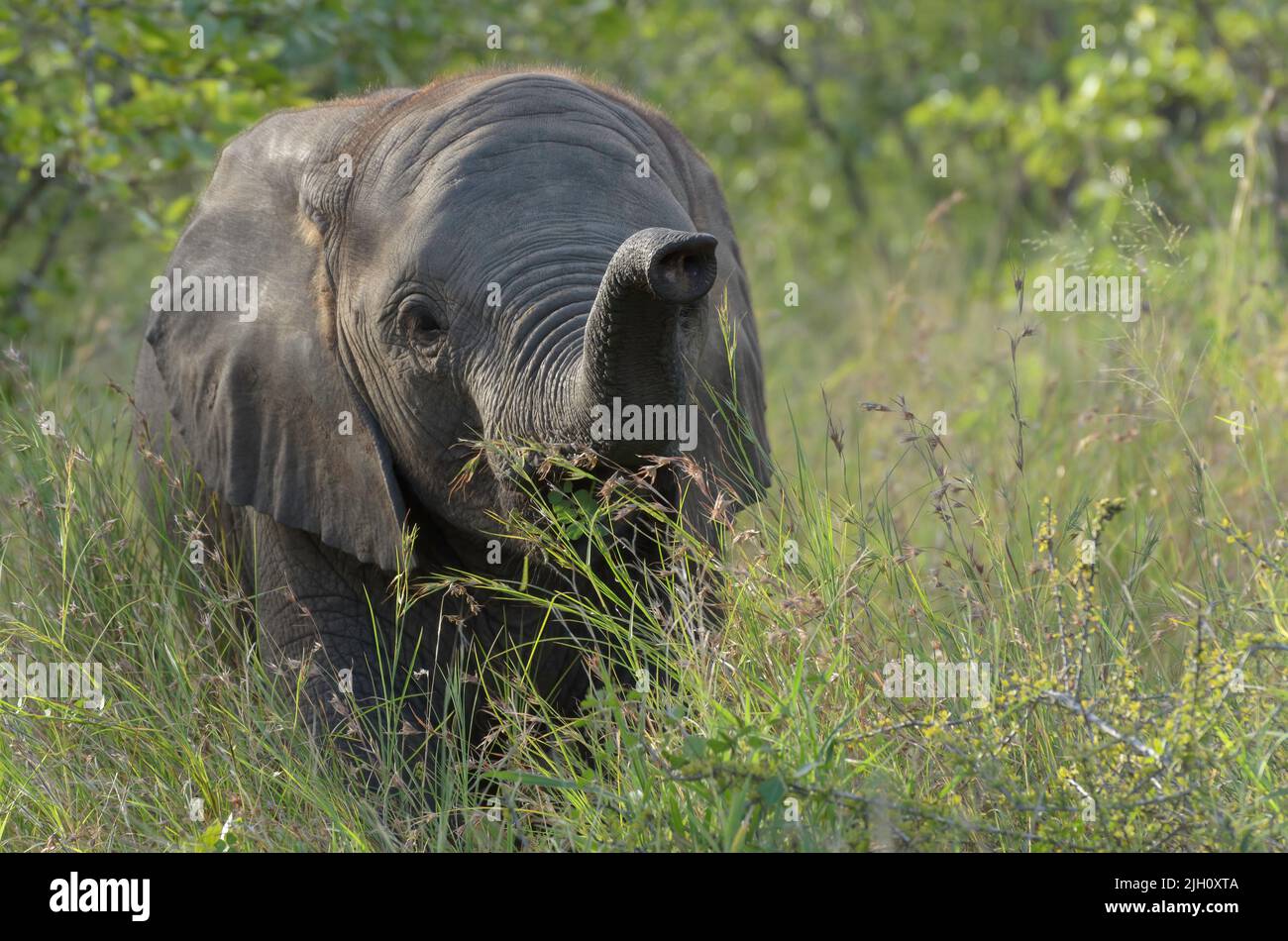 Ein junger afrikanischer Elefant, der die Anwesenheit des Fotografen, Kruger National Park, Südafrika, erfindet. Stockfoto