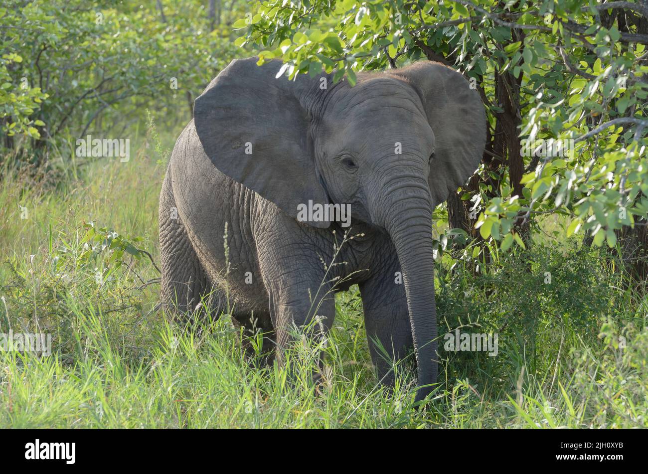 Ein junger afrikanischer Elefant, der alleine füttert, Kruger National Park, Südafrika. Stockfoto