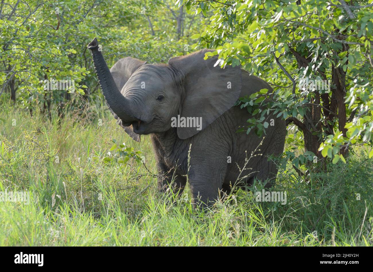 Ein junger afrikanischer Elefant, der die Anwesenheit des Fotografen, Kruger National Park, Südafrika, erfindet. Stockfoto