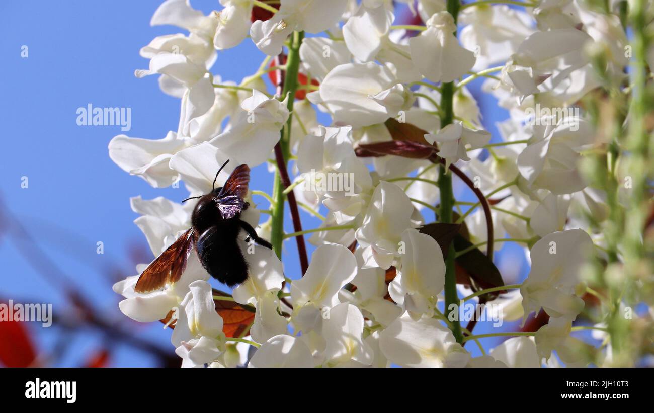 Eine Nahaufnahme einer Xylocopa violacea auf weißen Wisteria-Blüten auf einem Feld unter dem Sonnenlicht und einem blauen Himmel Hintergrund Stockfoto