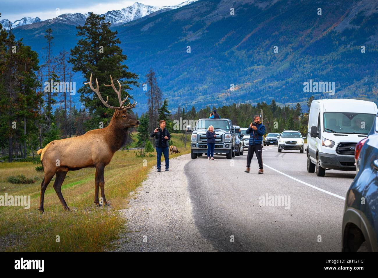 Touristen fotografieren einen wilden Hirsch, der eine Straße in Kanada überquert Stockfoto