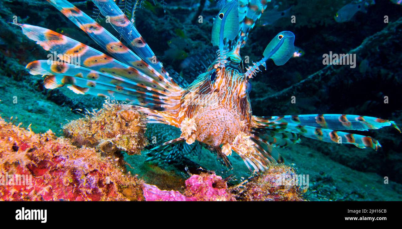 Red Lionfish, Pterois volitans, Coral Reef, South Malé Atoll, Malediven, Indischer Ozean, Asien Stockfoto