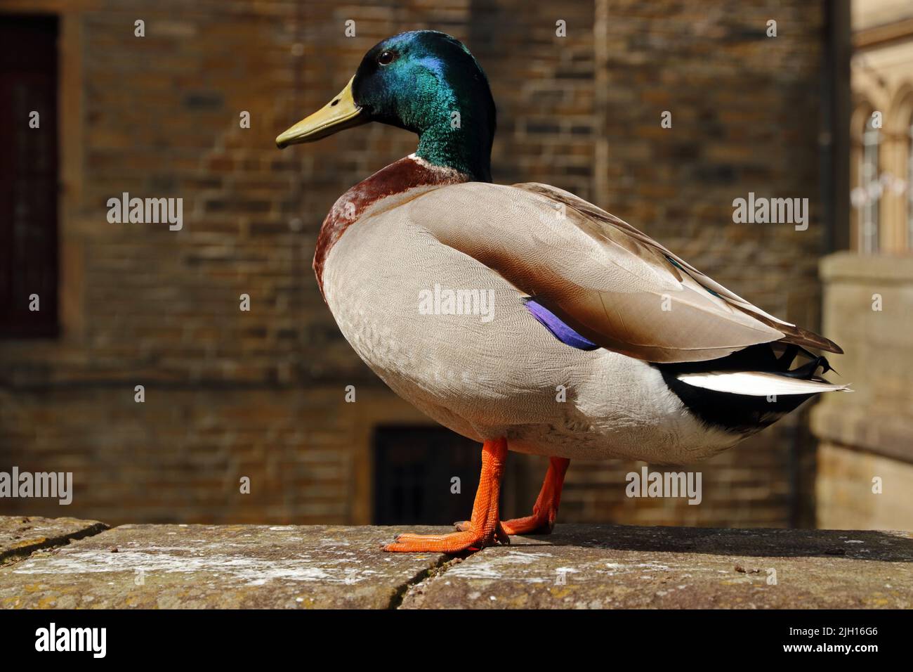 Männliche Stockente Stockfoto