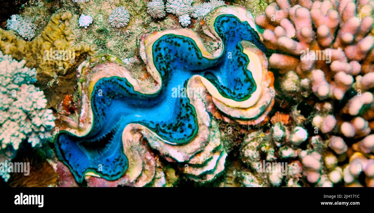 GIAT Clamb, Tridacna maxima, Korallenriff, Rotes Meer, Ägypten, Afrika Stockfoto