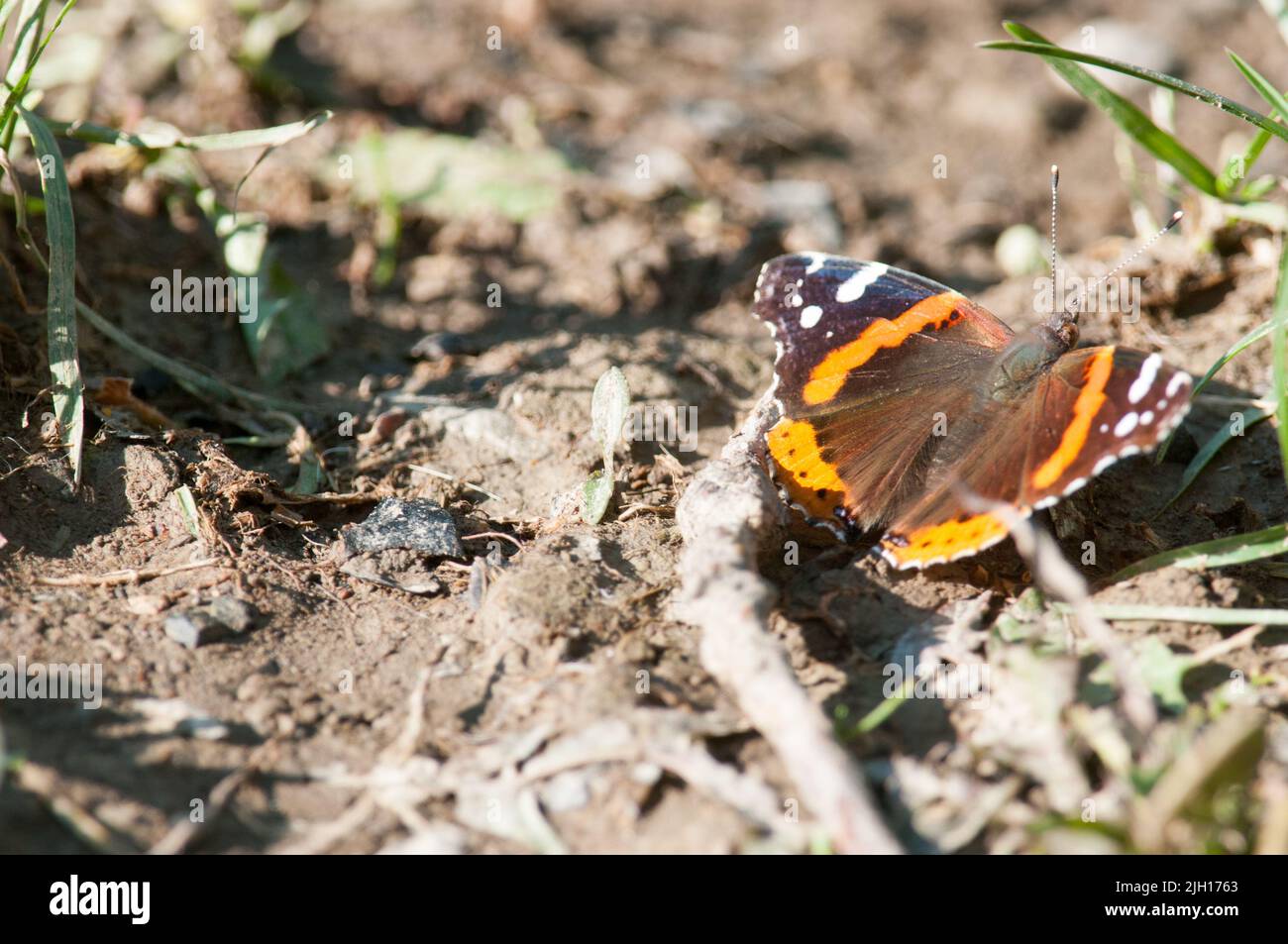Roter Admiral-Schmetterling auf dem Boden während des Frühlings im Bundesstaat New York Stockfoto