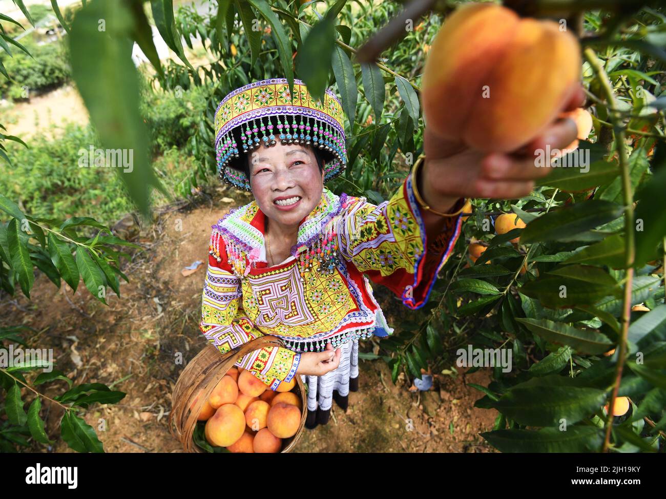 GUIYANG, CHINA - 14. JULI 2022 - Dorfbewohner fördern goldene Pfirsiche durch Livestreaming in Guiyang, Provinz Guizhou, China, 14. Juli 2022. Stockfoto