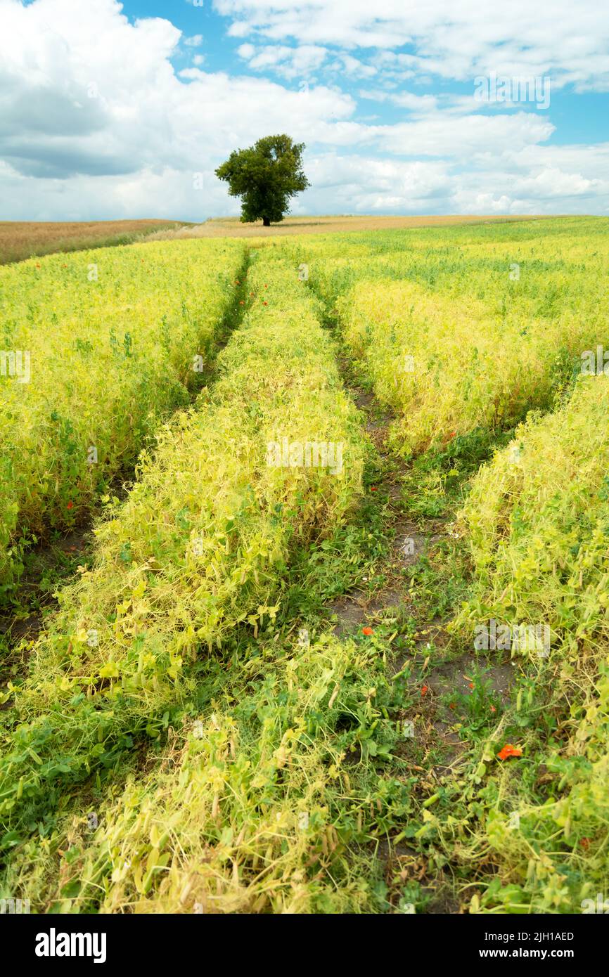 Spuren von Rädern im Bohnenfeld und einem einsamen Baum, Sommer ländlichen Blick Stockfoto