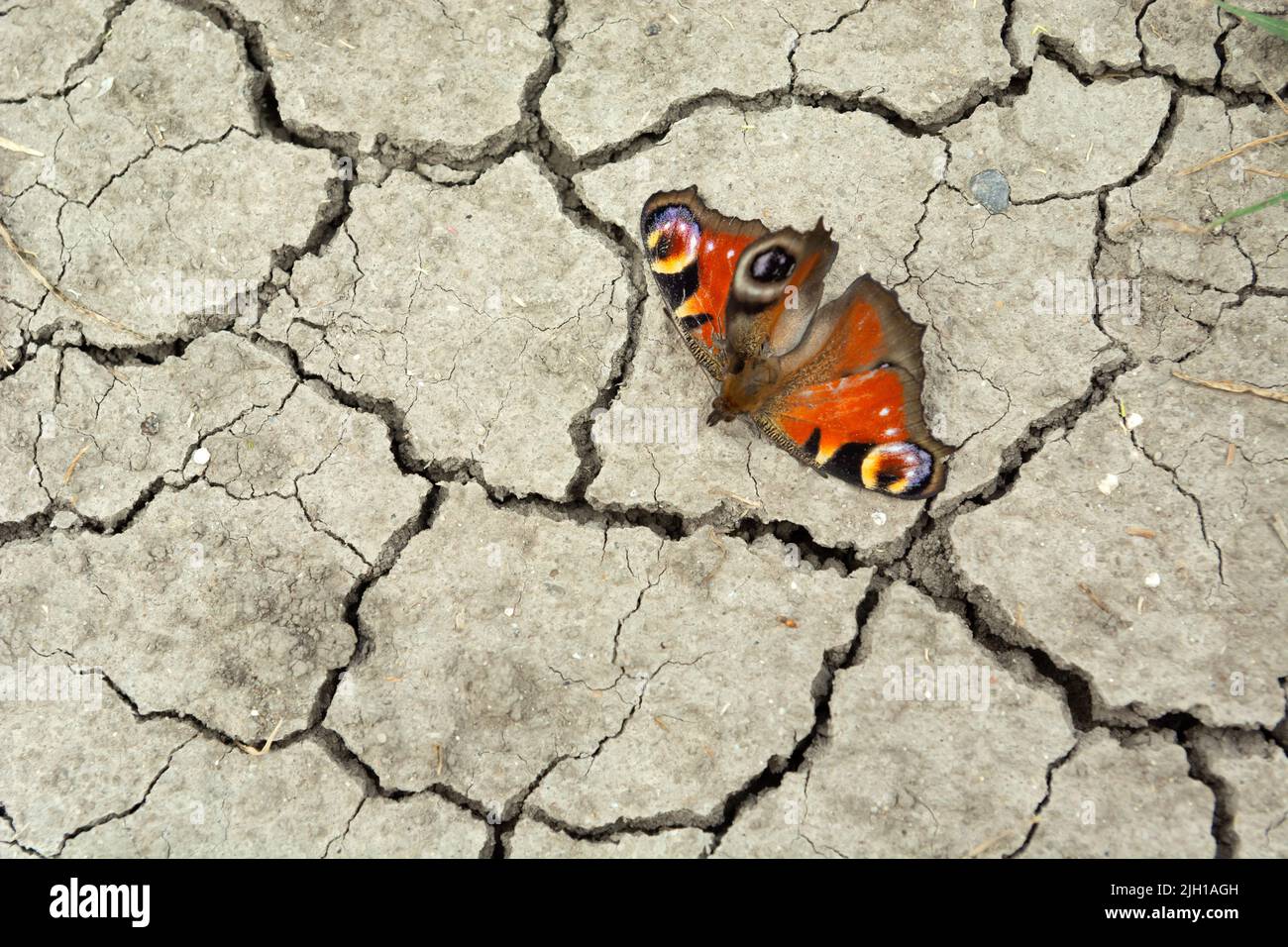 Schmetterling sitzt auf rissem trockenen Boden, Sommer Blick Stockfoto