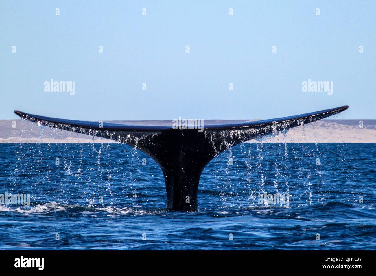Eine schöne Aufnahme eines Schwanzes eines Blauwals Stockfoto