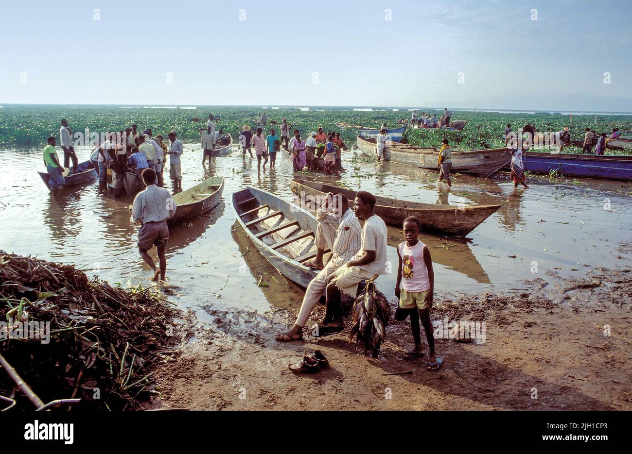 Uganda, Lake Victoria; Menschen versammeln sich um die Fischerboote, um den Fang zu sehen. Wasserhyazinthe ist eine Pflanze, die die Fischpopulation und andere bedroht Stockfoto