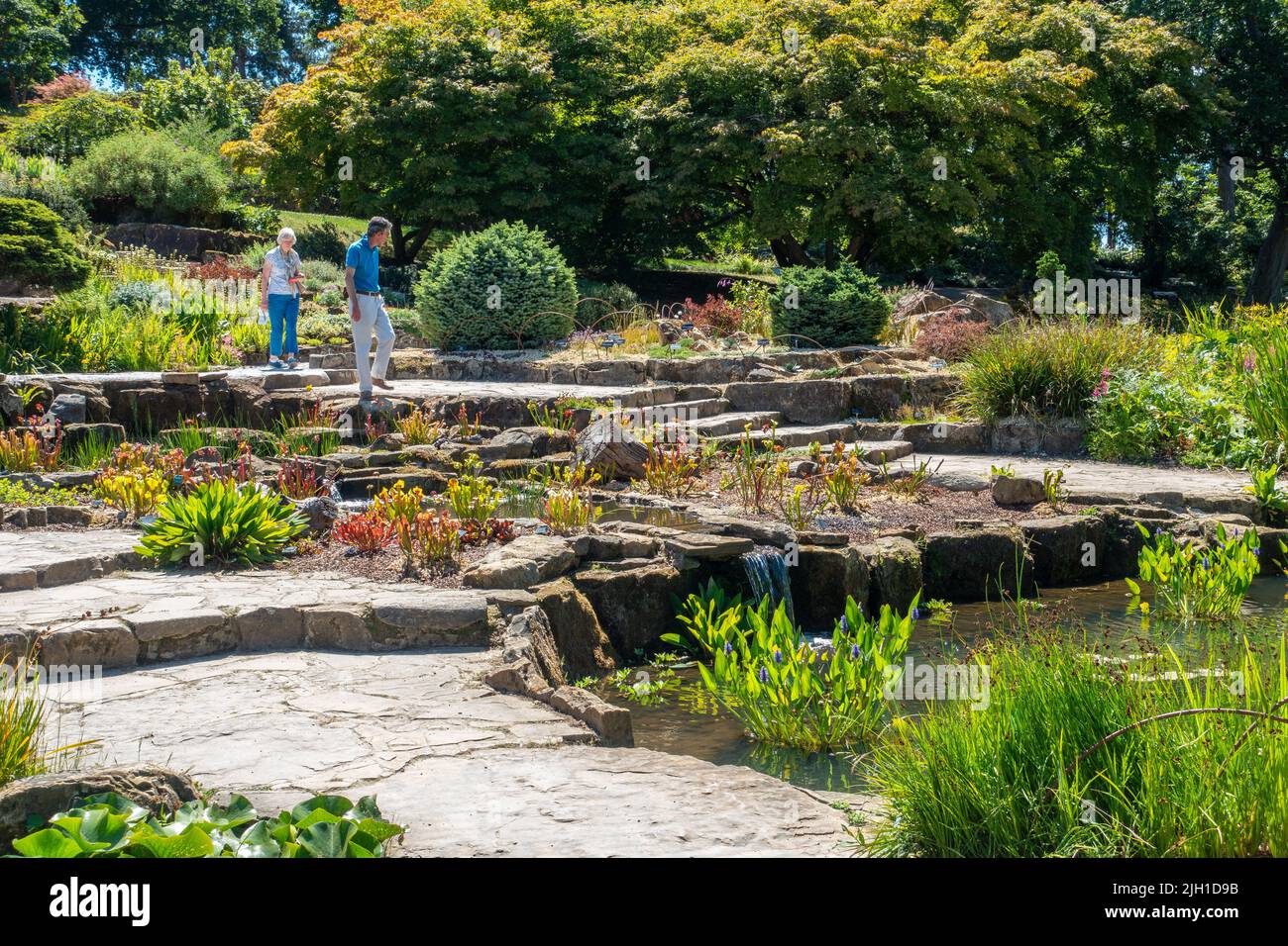 The Rocky, Rock Garden, RHS Wisley, England, Großbritannien Stockfoto