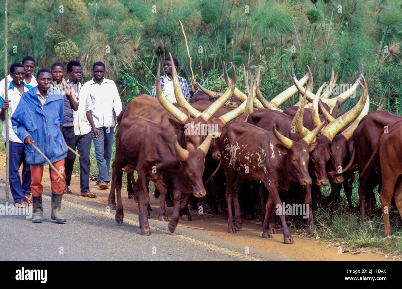Uganda, Mbarara; Bauern, die hinter einer Gruppe von Langhornkühen herlaufen. Stockfoto