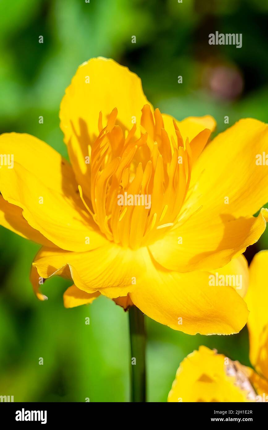 Trollius Chinensis 'Golden Queen' eine im Frühling blühende Sommerpflanze mit einer gelben Sommerblume, die allgemein als Globeflower bekannt ist, Stockfoto Stockfoto