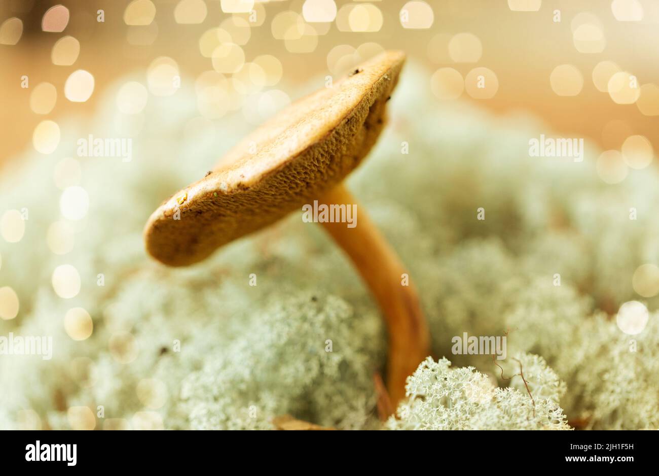 Suillus bovinus Pilz in Rentier flechten Moos Stockfoto