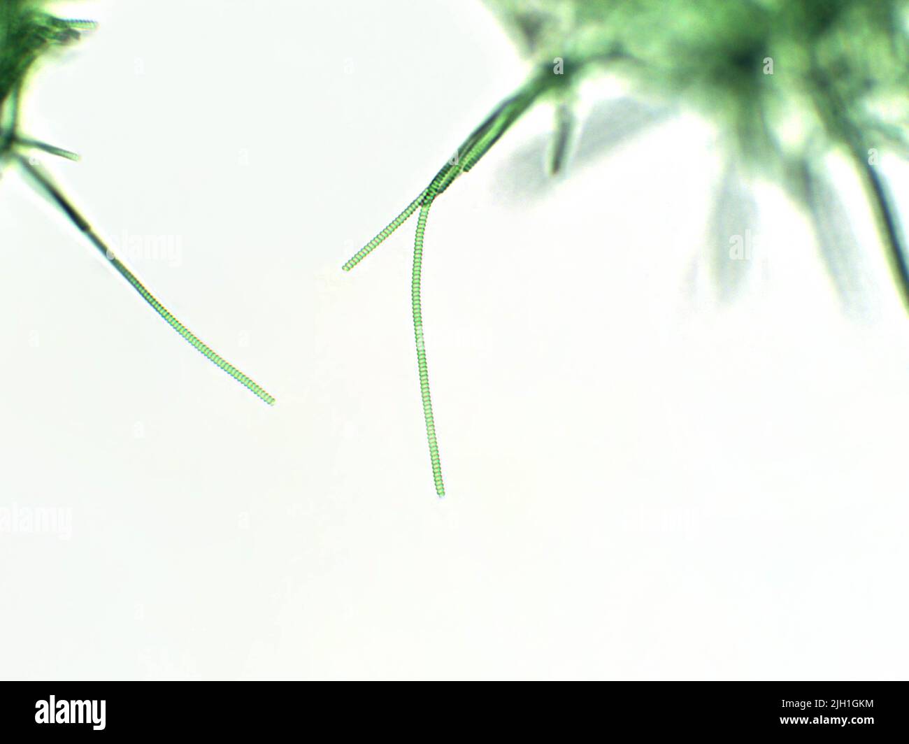 Spirulina-Algen unter mikroskopischer Ansicht - Cyanobakterien Stockfoto