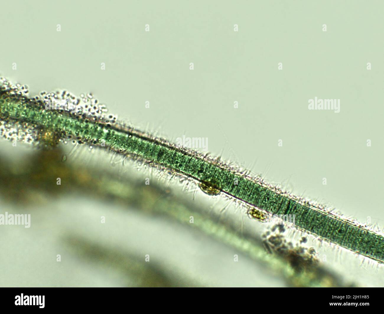 Blaugrüne Filamentalgen unter mikroskopischer Ansicht Stockfoto