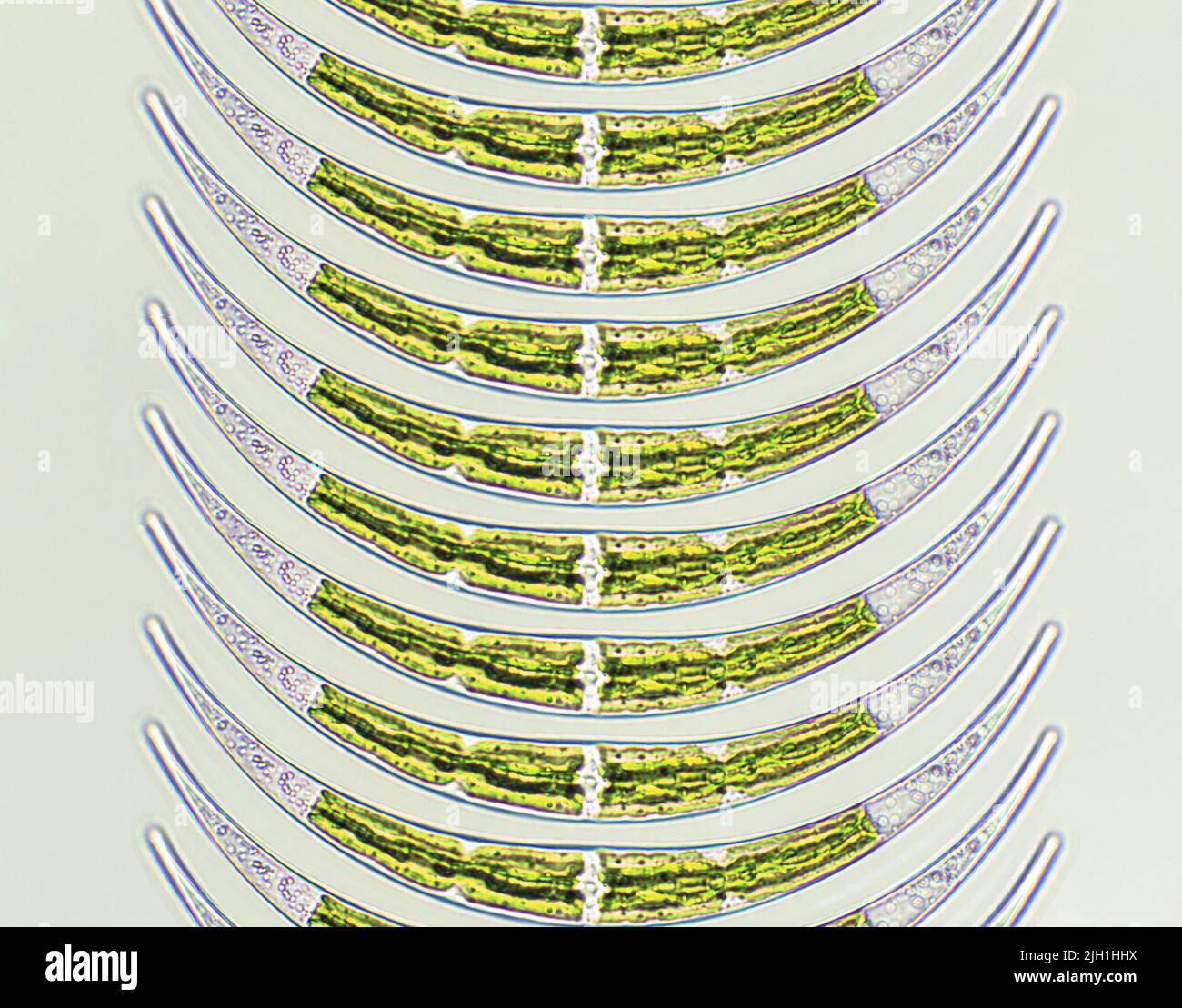 Closterium sp. Charophyta-Algen unter mikroskopischer Ansicht x40, Grünalgen Stockfoto