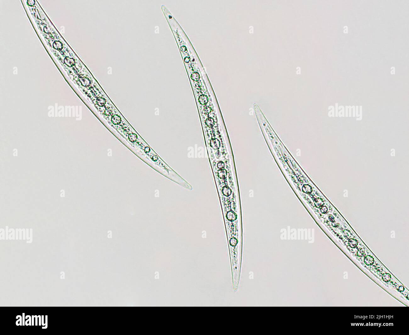 Closterium sp. Charophyta-Algen unter mikroskopischer Ansicht x40, Grünalgen Stockfoto