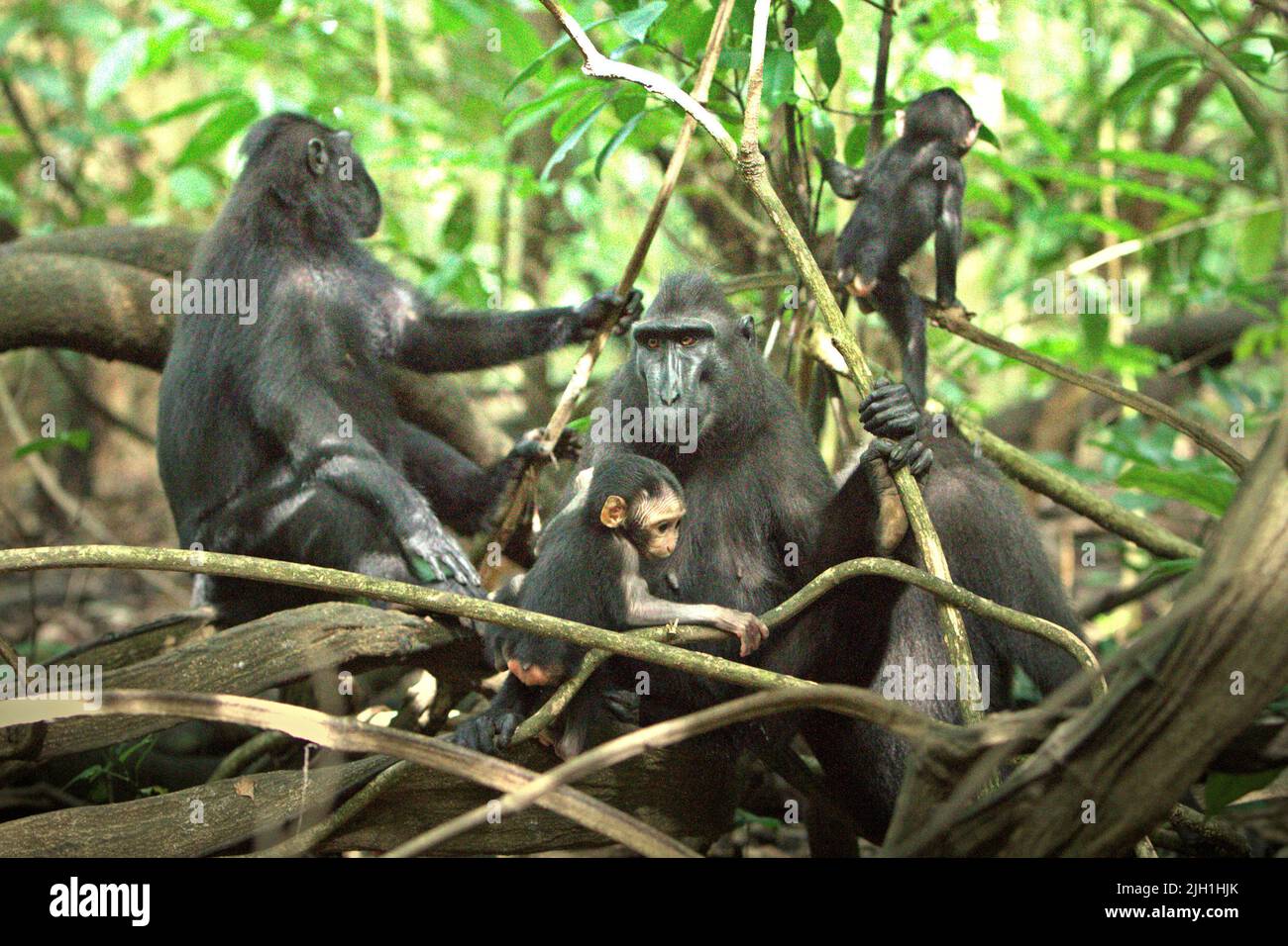 Eine Gruppe von Haubenmakaken (Macaca nigra) mit Säuglingen in natürlichem Lebensraum im Tangkoko-Wald, Nord-Sulawesi, Indonesien. Stockfoto