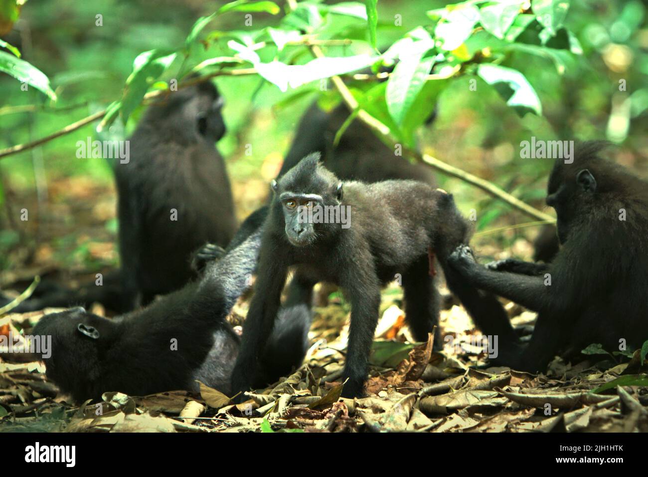 Porträt eines unreifen Individuums von Celebes Schwarzkammmakaken (Macaca nigra) in der Mitte seiner Gruppe in ihrem natürlichen Lebensraum im Tangkoko Nature Reserve in Nord-Sulawesi, Indonesien. Stockfoto