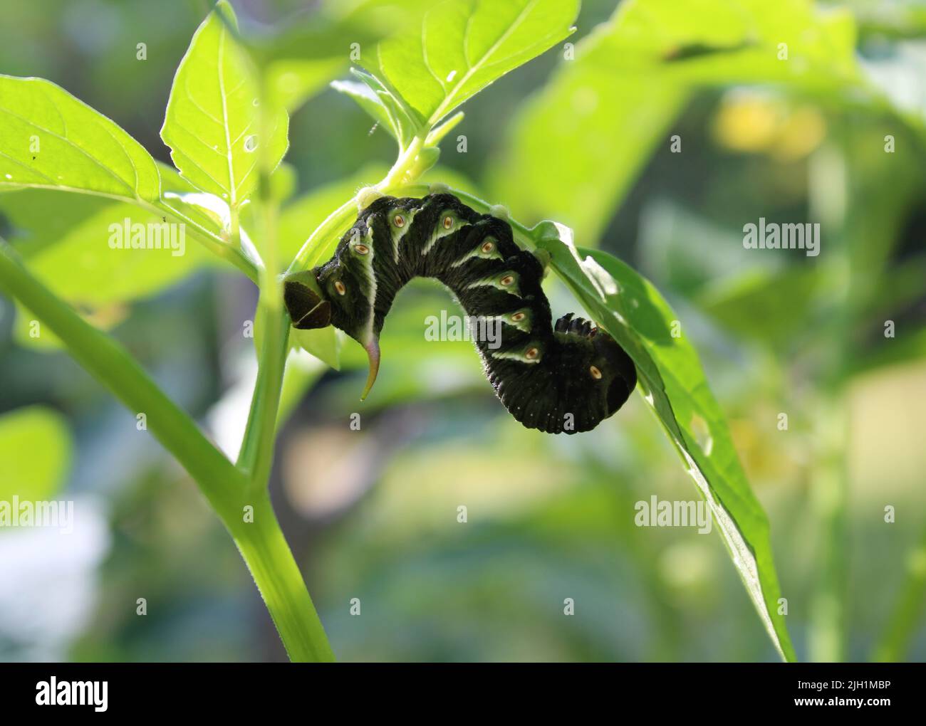 Eine dunkle Farbvariante eines Tabakhornwurms auf einer Tomatillo-Pflanze Stockfoto