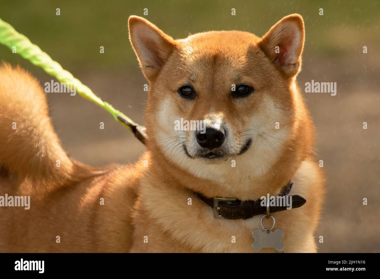 Eine Nahaufnahme von liebenswerten braun Shiba Inu Hund mit Lederkragen Stockfoto