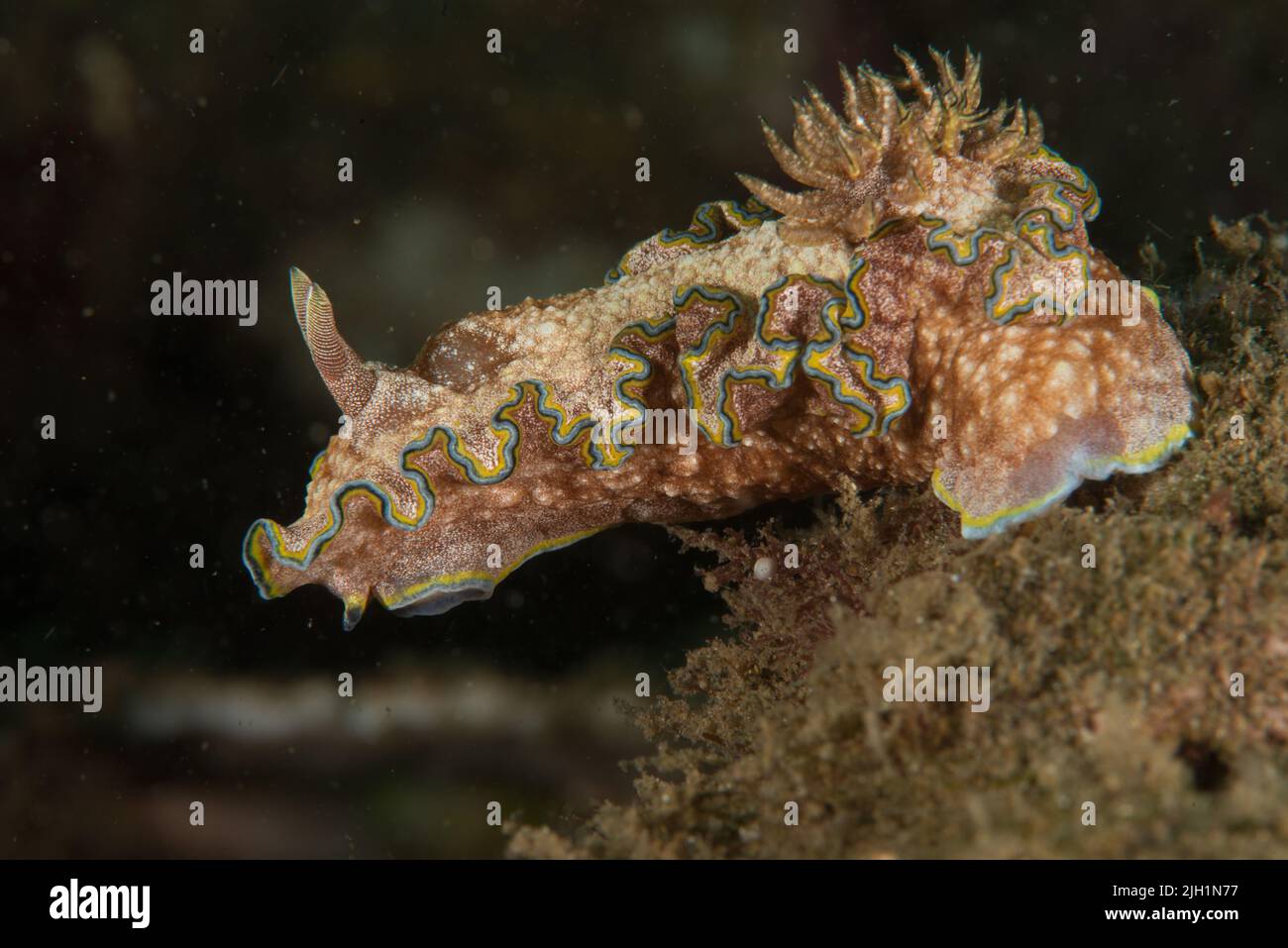 Nudibranch - Unterwasserwelt Stockfoto