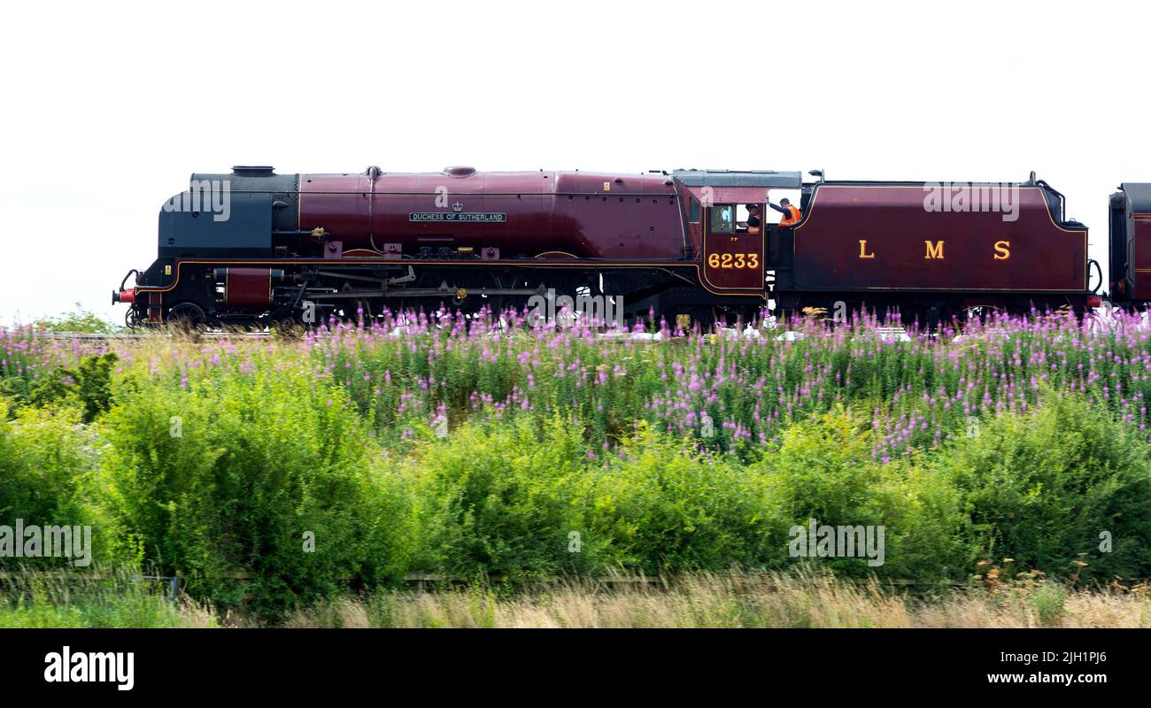 LMS-Dampflokomotive „Duchess of Sutherland“, die Hatton Bank, Warwickshire, Großbritannien, absteigt Stockfoto