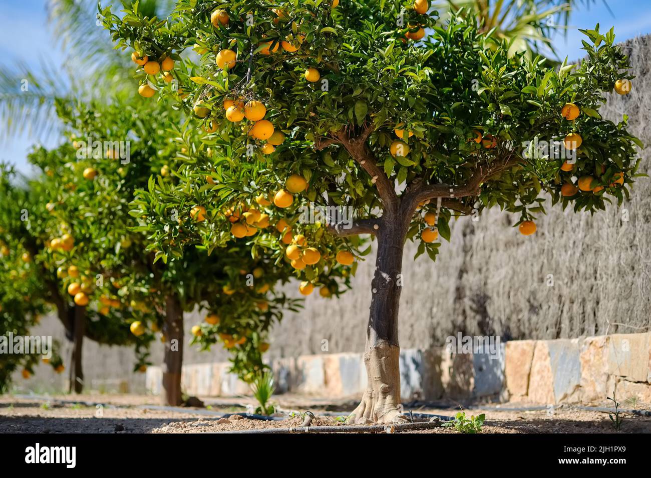 Die Mandarinenbäume im Freien an einem sonnigen Tag in Spanien Stockfoto