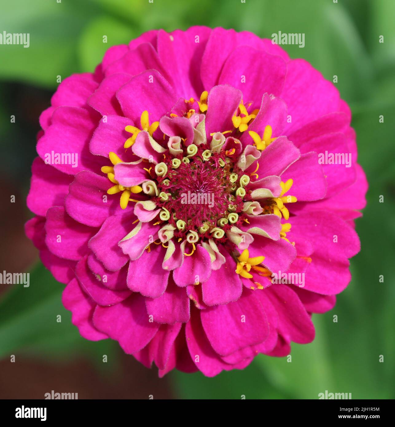Eine große leuchtend rosa Zinnia Blüte Stockfoto