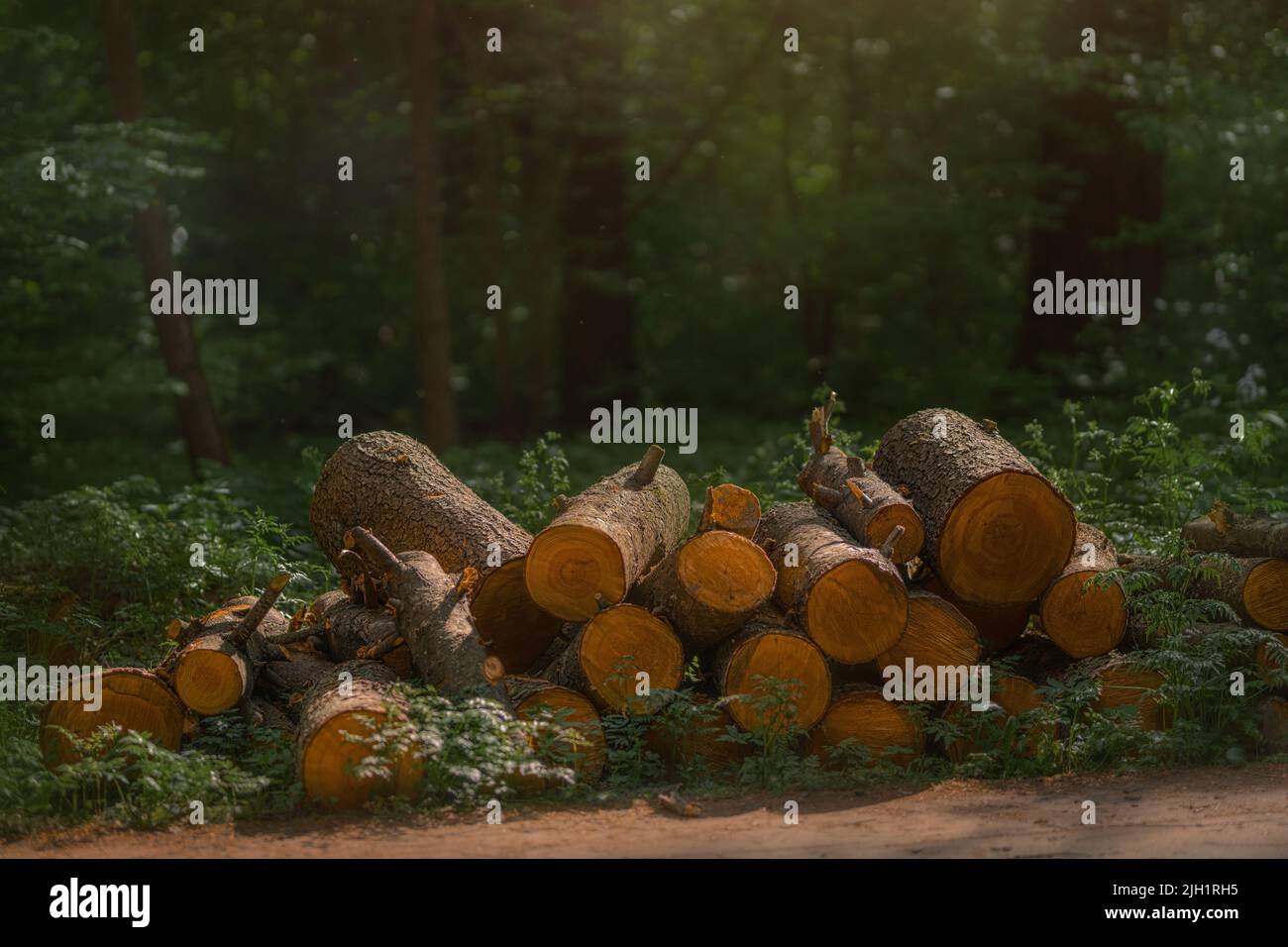 Geheimnisvoller Nadelholz-Wald im Sommer. Pfad durch die Bäume Stockfoto