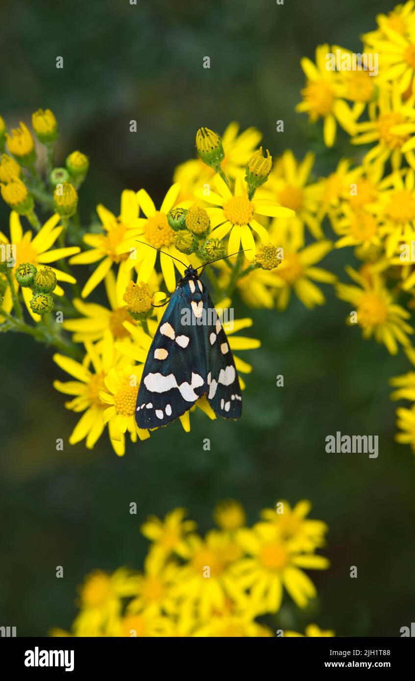 Scharlachrote Tiger-Motte (Callimorpha dominula) auf Ragwürzeblüten Stockfoto