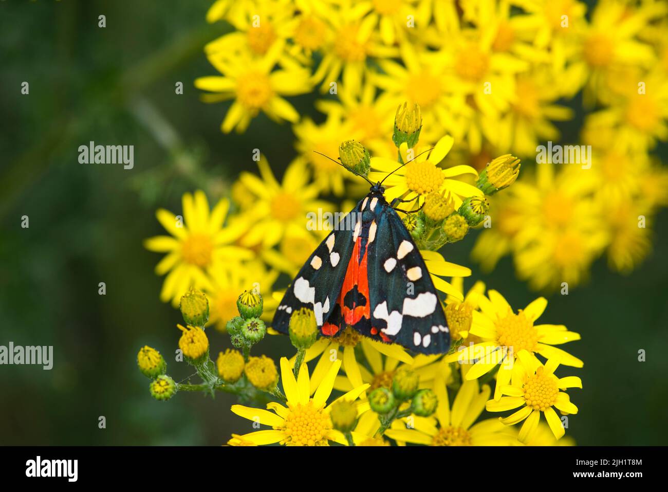 Scharlachrote Tiger-Motte (Callimorpha dominula) auf Ragwürzeblüten Stockfoto